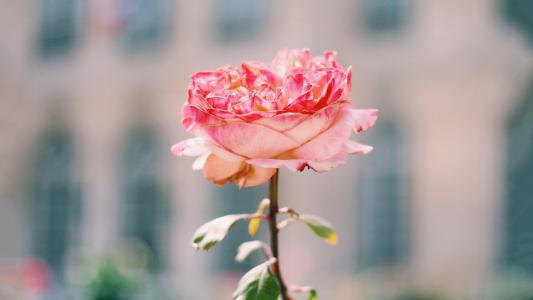 家庭之爱和美丽的简短句子2