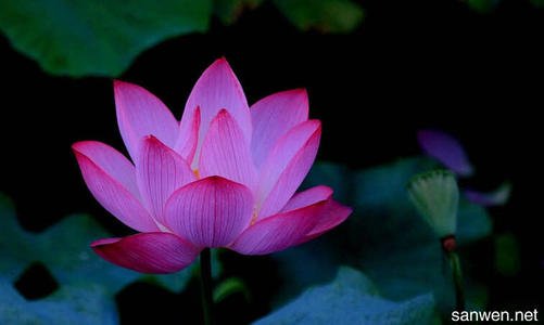 有关家庭1的最短句子列表