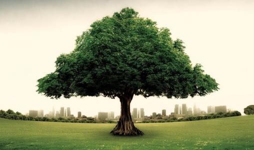 与树木有关的经文树木古诗集2