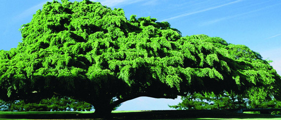 与树木有关的经文树木古诗集1