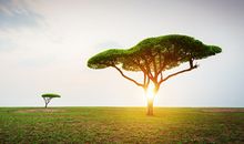 树有关的诗句 带有树的古诗大全