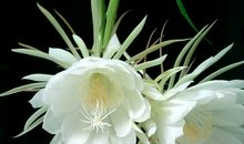 关于昙花的优美句子