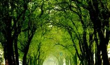 形容环境优美的句子