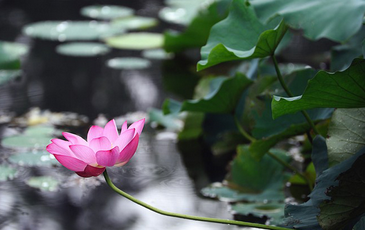 苦难是人生的原始品味,疲倦是人生的精髓