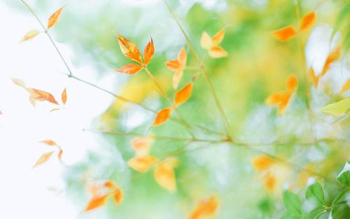 愿儿子开心的句子 1