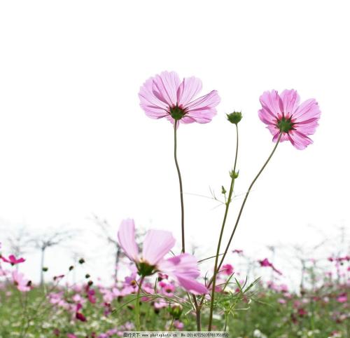 关于亲情绝望到极致的句子 1