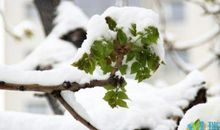 描写雪景的词语和句子