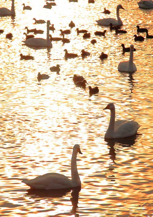 表现亲情的优美的句子 2