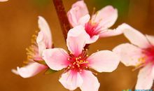 赞美桃花的句子