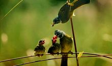 关于挚爱亲情的句子