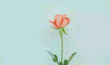 关于室友亲情的句子