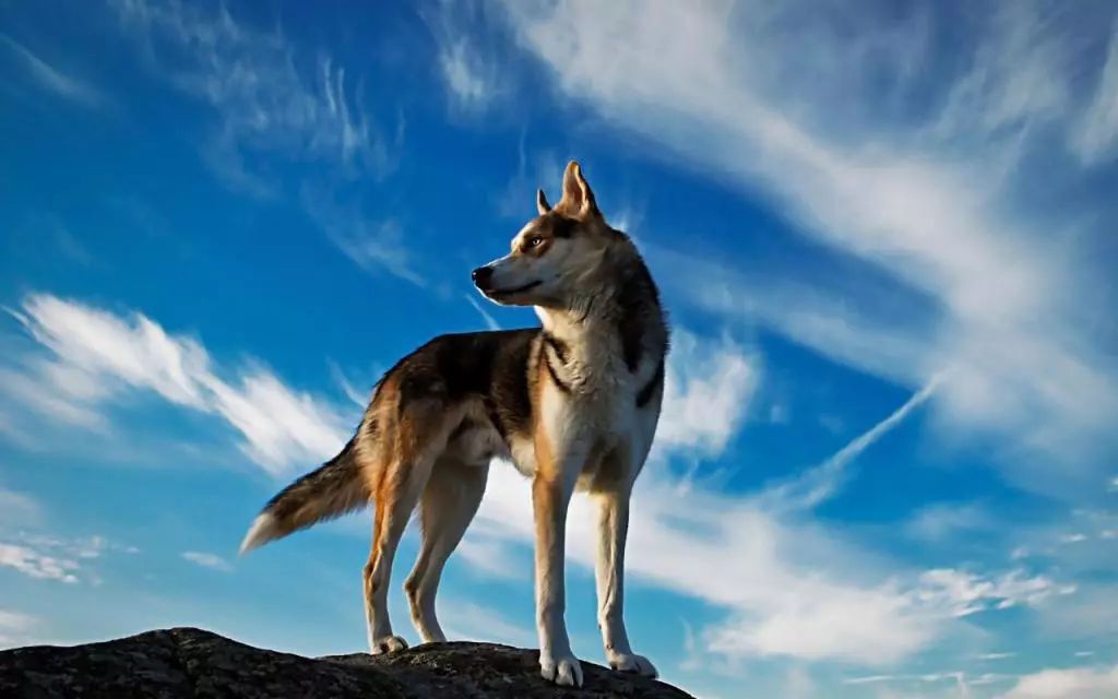 狼的团队精神口号