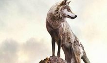 有关狼押韵的霸气口号