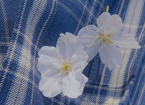 14.不要在战斗时选择转发锦鲤。