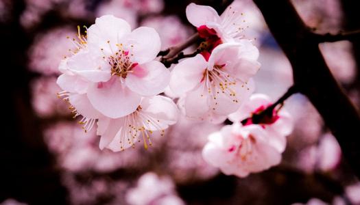 杏花的诗句