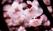 杏花的诗句