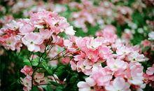 有关快乐的座右铭