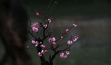 借梅抒情的句子