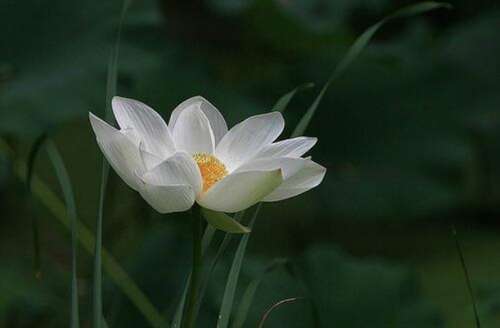 夏天景物描写的诗句 2