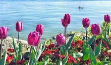 乐观心态的句子