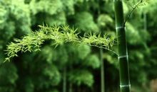 赞美竹的诗句 最出名的诗句