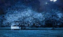 关于夜晚的优美句子