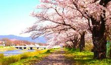 关于樱花的优美句子