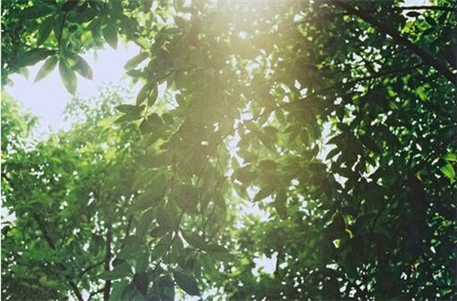 表现亲情的唯美诗句子 1