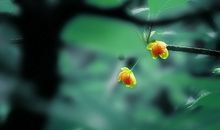 顺其自然，是一种心灵的洒脱