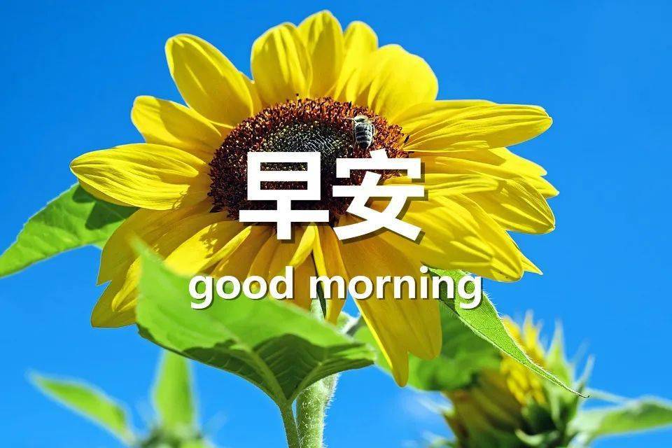 2020全新的早安句子 早上吸引朋友圈的句子 1