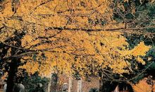 济群法师念佛篇禅语20句