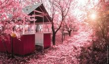 樱花的唯美句子