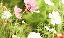 与亲情有关的古诗句子