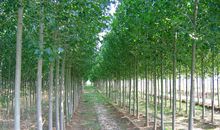 关于杨树的优美句子