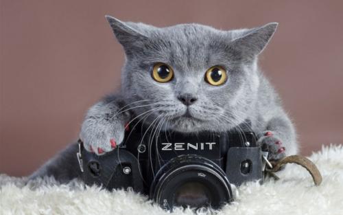 形容可爱的句子