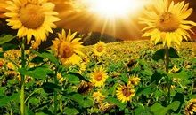 关于向日葵的优美的句子