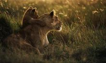 关于亲情优美的句子