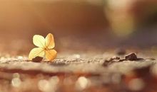 关于真诚的座右铭