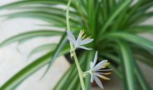 把你想说的话放在花里—— 各种兰的花语