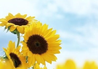 坦率诚实的正能量句子