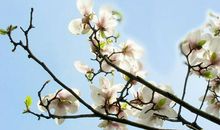 形容春雨的句子