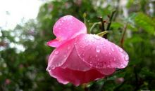 关于描写春雨的优美句子