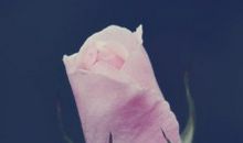 婚姻受伤心痛的句子