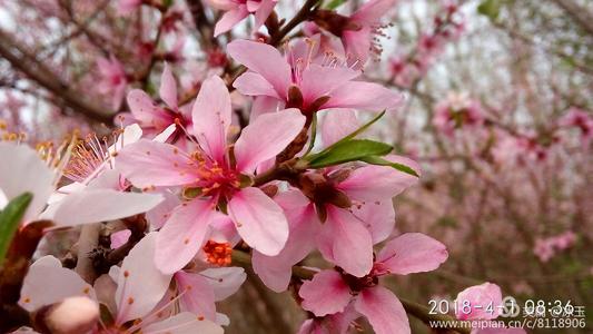 关于春天的花朵的诗