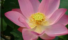 隆波田禅师禅语20句(八)