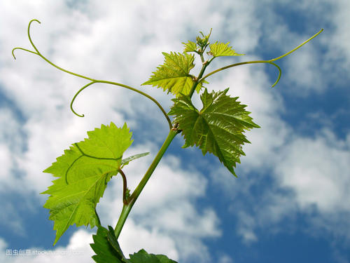 赞美亲情的句子大全用 1