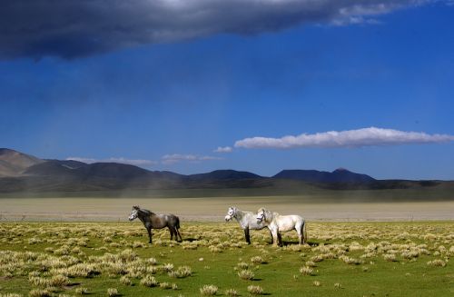 关于容忍的座右铭2