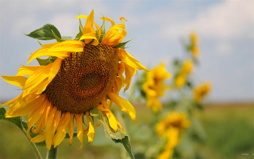 让自己释怀的句子亲情 2