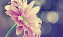 形容亲情宝贵的句子