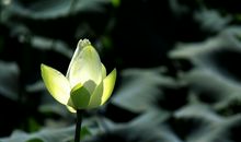 莲花的唯美句子